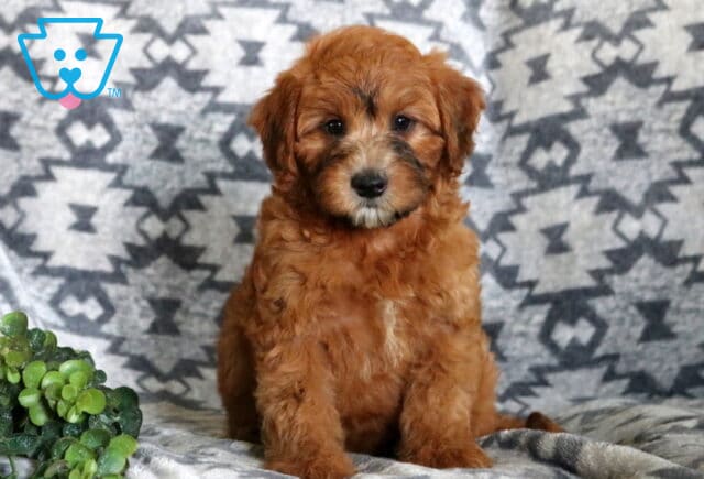 Adorable Mini Whoodle puppy sitting proudly on a cozy gray patterned blanket, featuring a fluffy apricot coat, dark facial markings, and a leafy green accent nearby. image