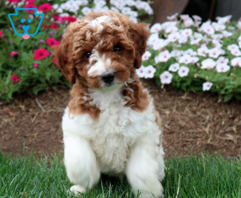 Turbo Mini Labradoodle