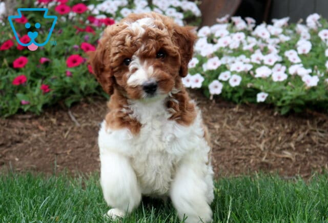 Turbo Mini Labradoodle image