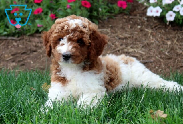 Turbo Mini Labradoodle2 image