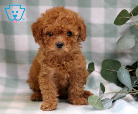 Twila Cavapoo