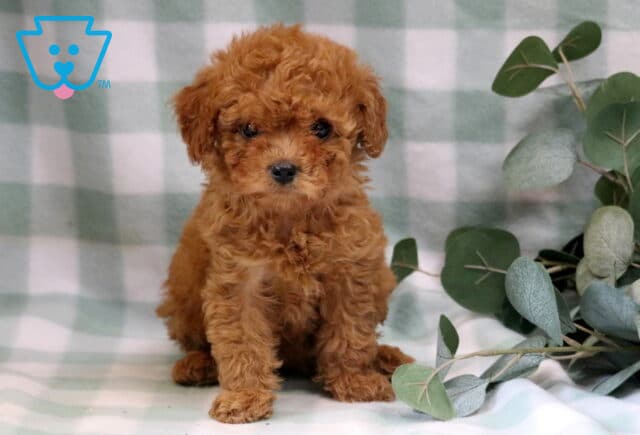 Twila Cavapoo image