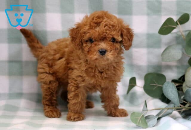 Twila Cavapoo2 image