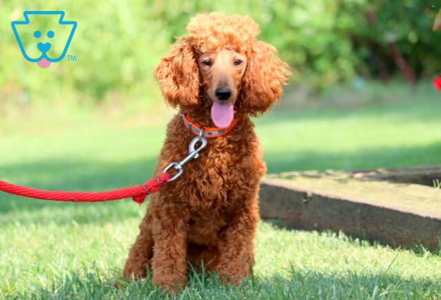 Twinkle Mini Poodle Sam Blank image