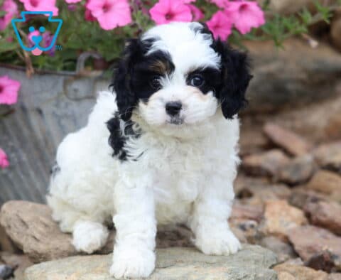 Valerie Cavapoo