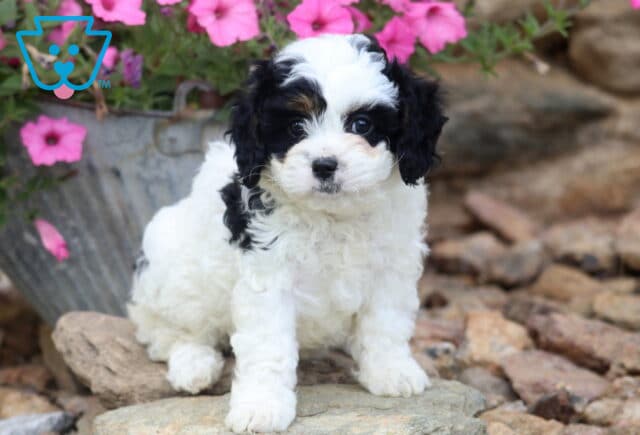 Valerie Cavapoo image