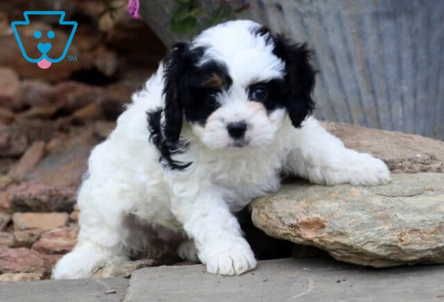 Valerie Cavapoo2 image