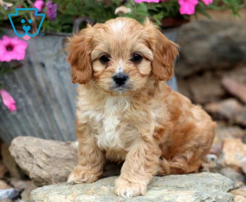 Victoria Cavapoo