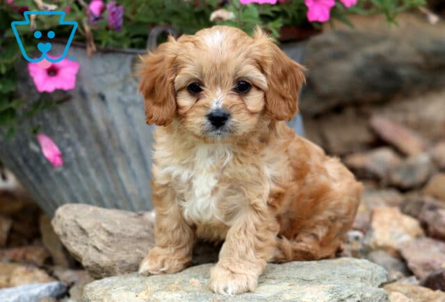 Victoria Cavapoo image