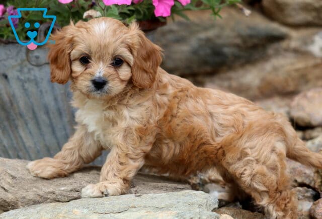 Victoria Cavapoo2 image