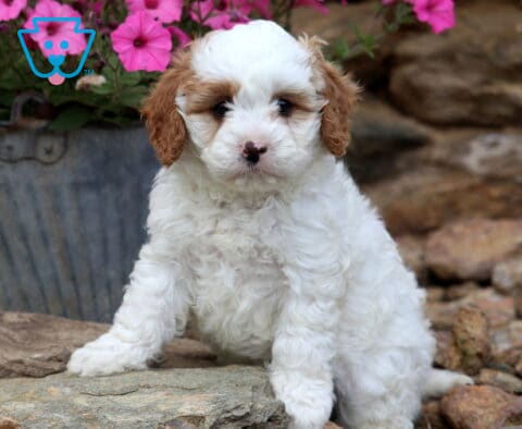 Vincent Cavapoo