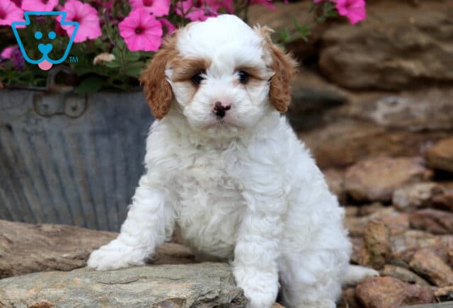 Vincent Cavapoo image