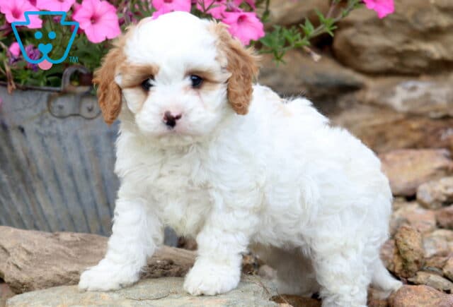 Vincent Cavapoo2 image