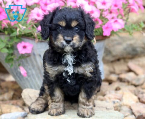 Vinny Cavapoo
