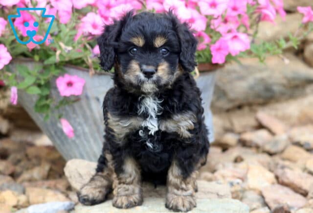 Vinny Cavapoo image