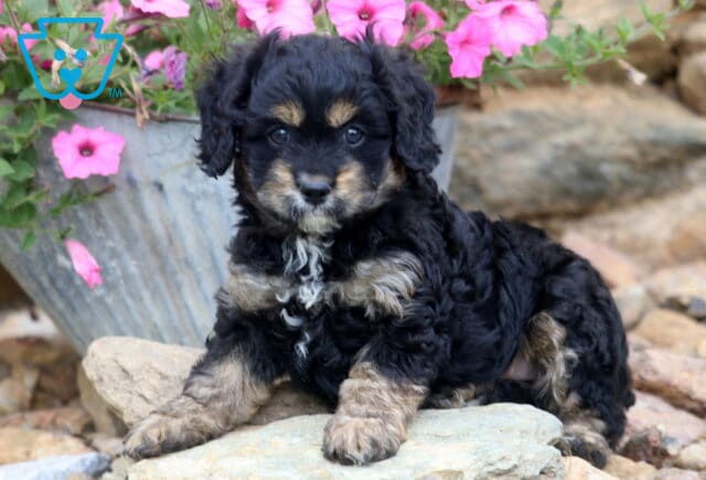 Vinny Cavapoo2 image