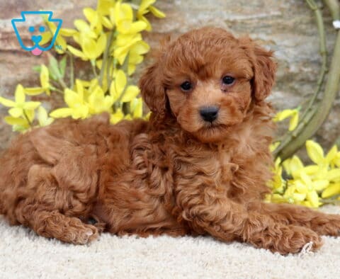 Waldo Mini Poodle