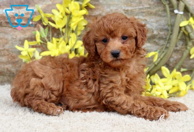 Waldo Mini Poodle image