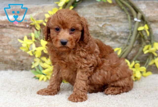 Waldo Mini Poodle2 image