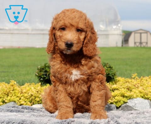 Wally Mini Goldendoodle