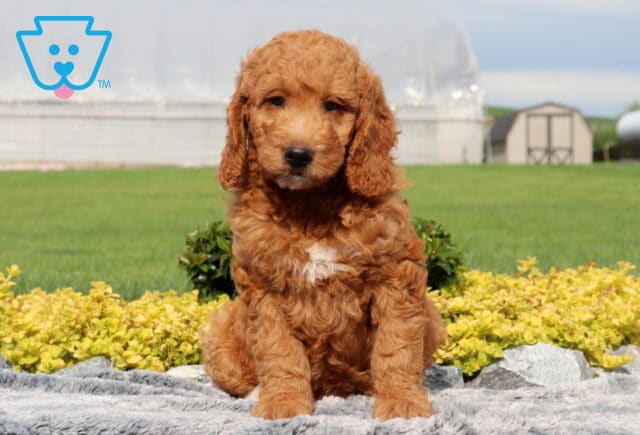 Wally Mini Goldendoodle image