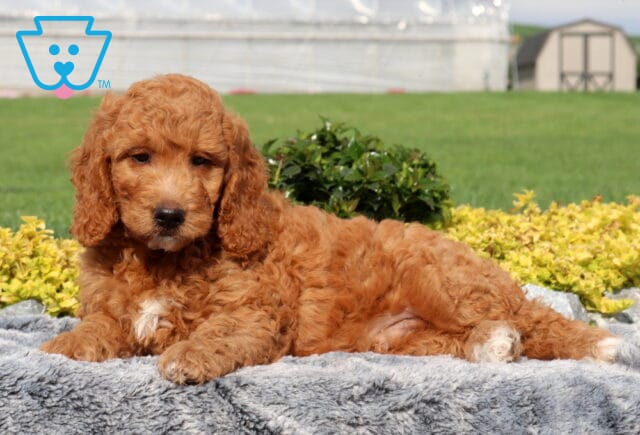 Wally Mini Goldendoodle2 image