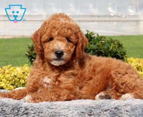 Washington Mini Goldendoodle