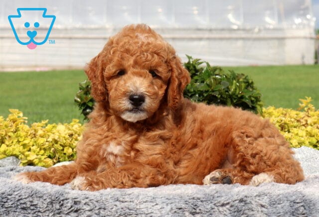 Washington Mini Goldendoodle image