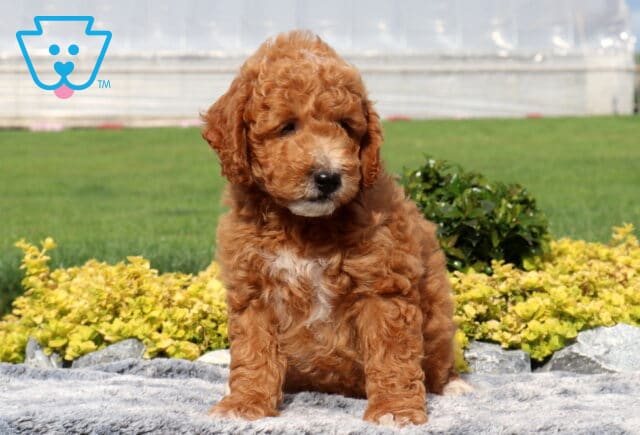 Washington Mini Goldendoodle2 image