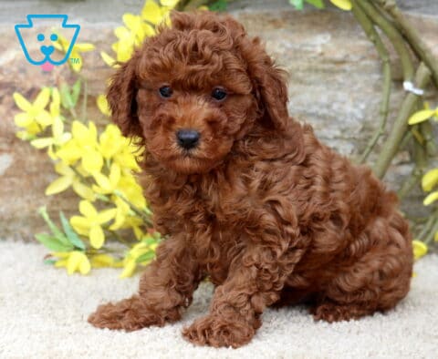 Wesley Mini Poodle