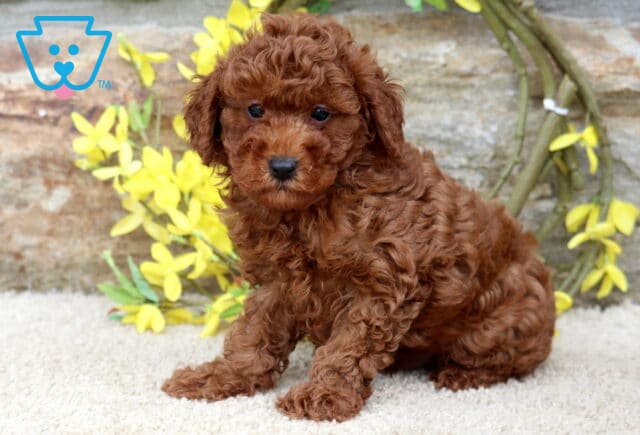 Wesley Mini Poodle image