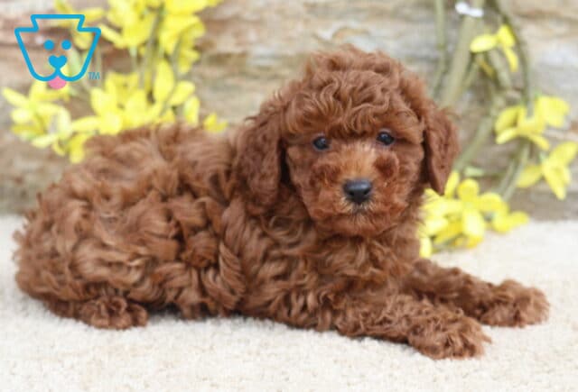 Wesley Mini Poodle2 image