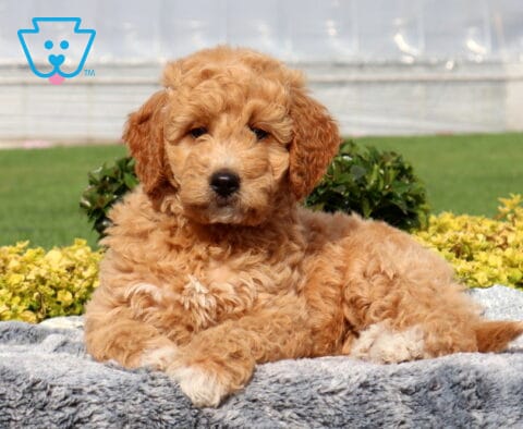 Winnie Mini Goldendoodle