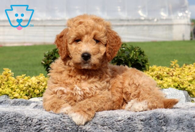 Winnie Mini Goldendoodle image