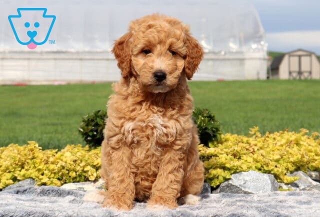 Winnie Mini Goldendoodle2 image