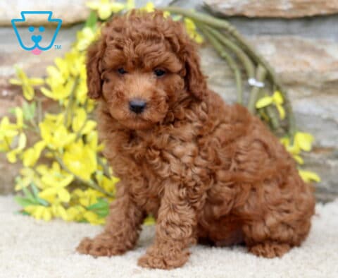 Winston Mini Poodle
