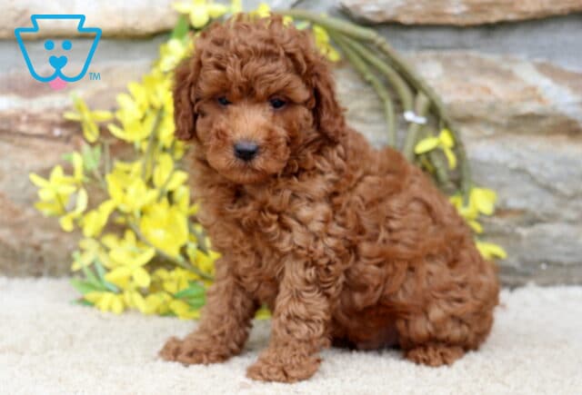 Winston Mini Poodle image