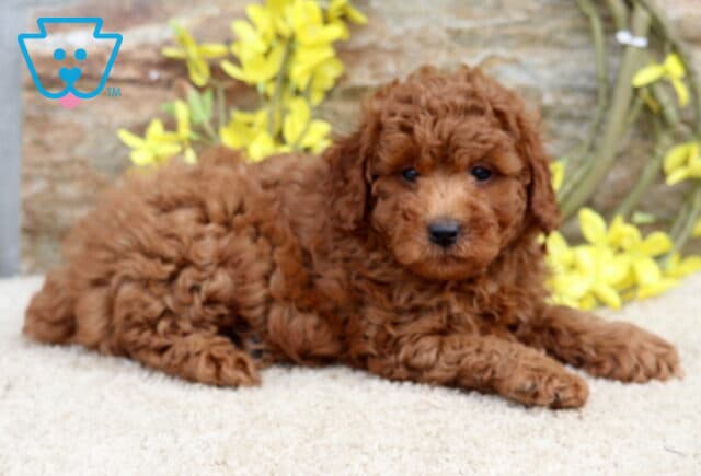 Winston Mini Poodle2 image