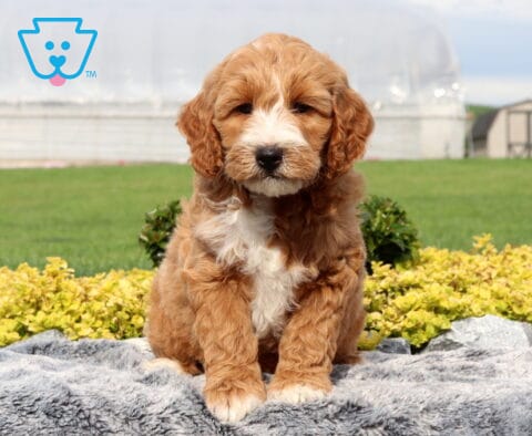 Wonka Mini Goldendoodle