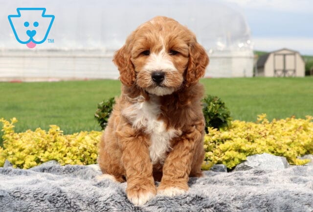 Wonka Mini Goldendoodle image