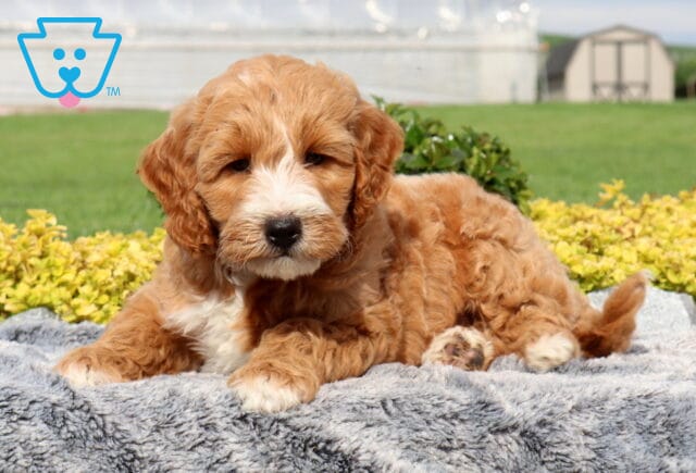 Wonka Mini Goldendoodle2 image