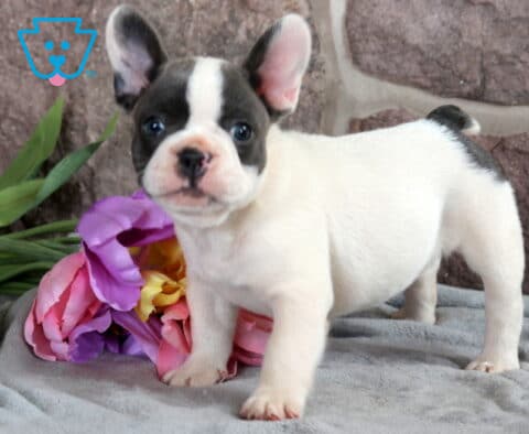 Woody French Bulldog