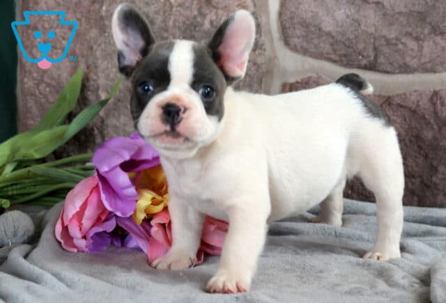 Woody French Bulldog image