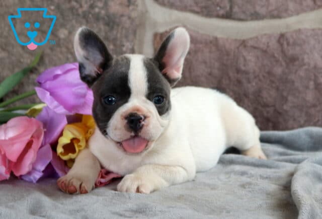Woody French Bulldog2 image