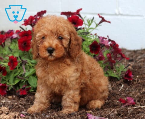 Zara Mini Poodle