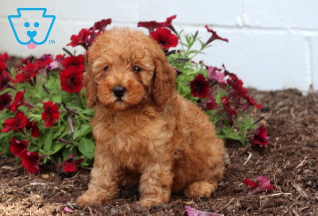 Zara Mini Poodle image