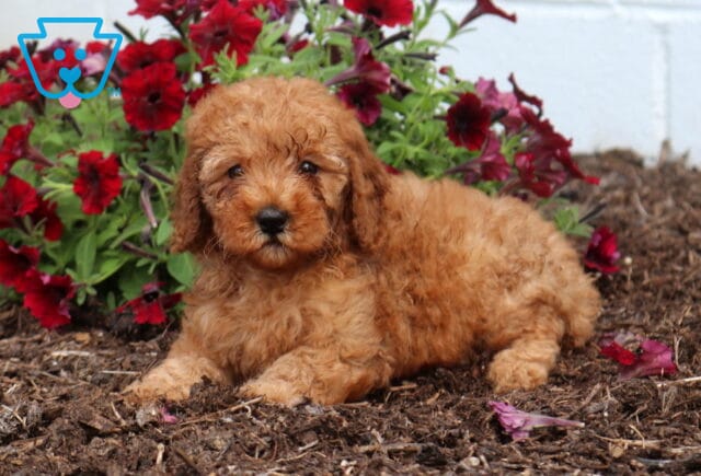 Zara Mini Poodle2 image