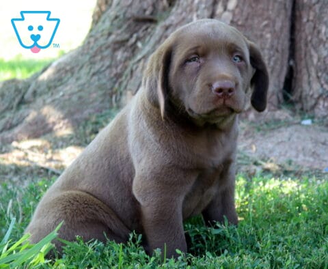 Ziggy Chocolate Lab