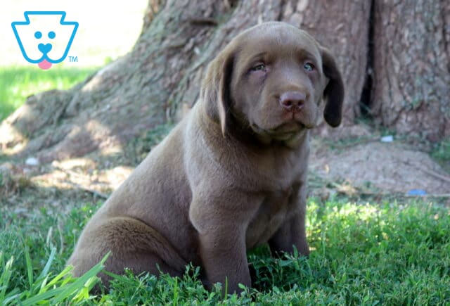 Ziggy Chocolate Lab image