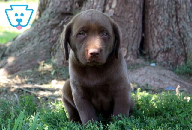 Ziggy Chocolate Lab2 image